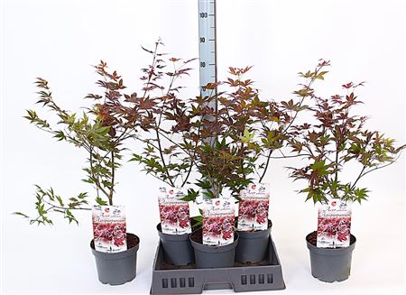 Acer Pa Atropurpureum