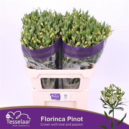 Alstr Florinca Pinot 70cm