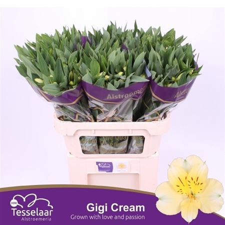 Alstroemeria Gigi Cream 75cm 55gr.