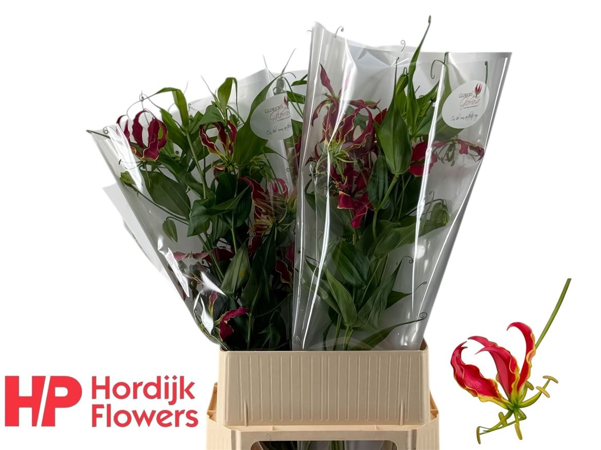 Gloriosa Rothchildiana 90cm