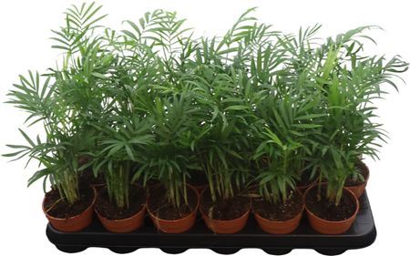 Chamaedorea Elegans