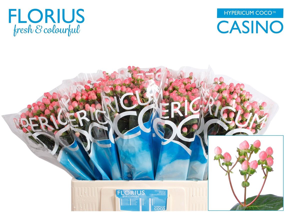 Hypericum Coco Casino 60cm