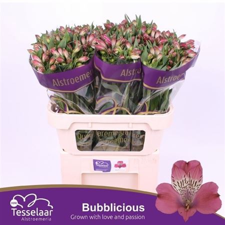 Alstroemeria Bubblicious 75cm 75gr.