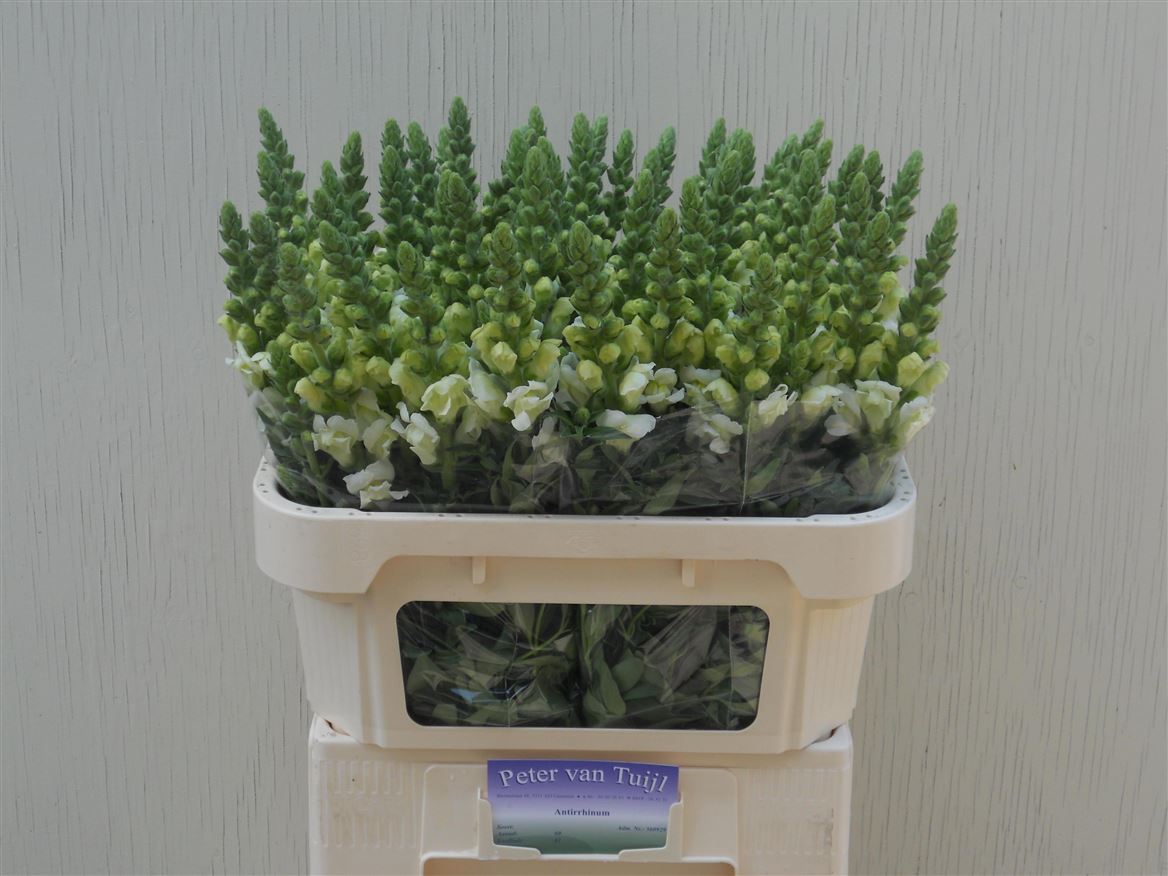 Antirrhinum Potomac Ivory White 75cm