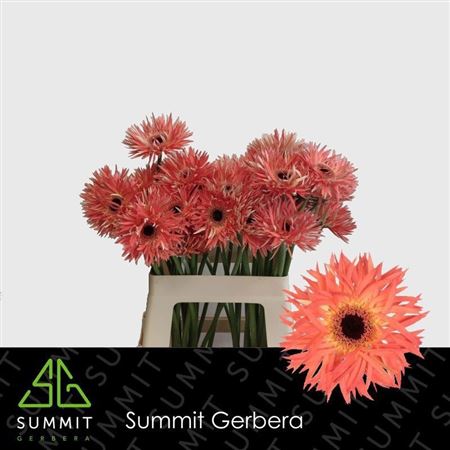 Gerbera Spider Sensini