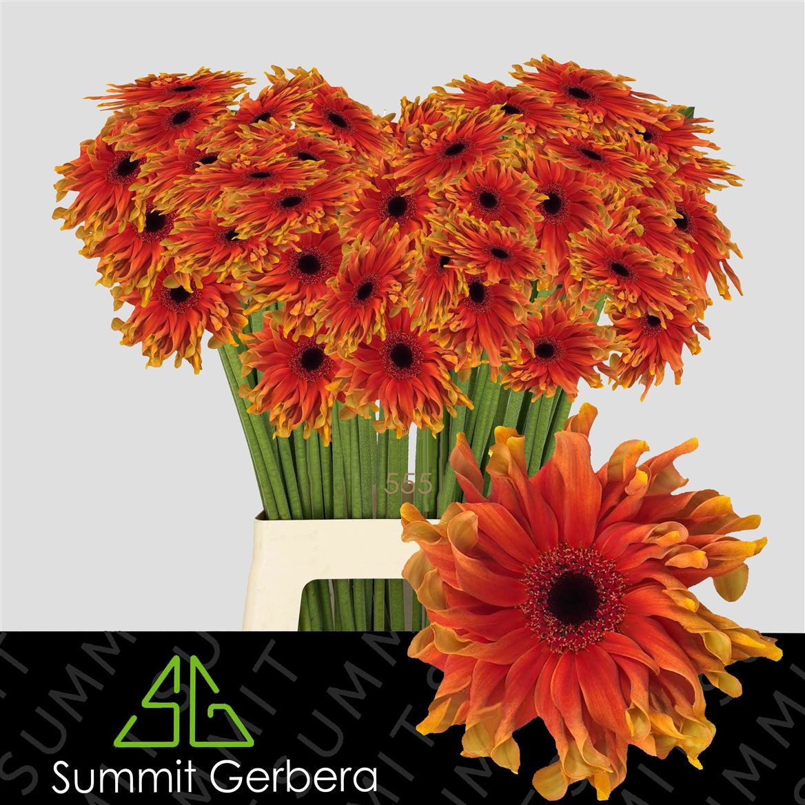 Gerbera Pasta Caprese