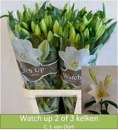 Lily Lf Watch Up 90cm 2+