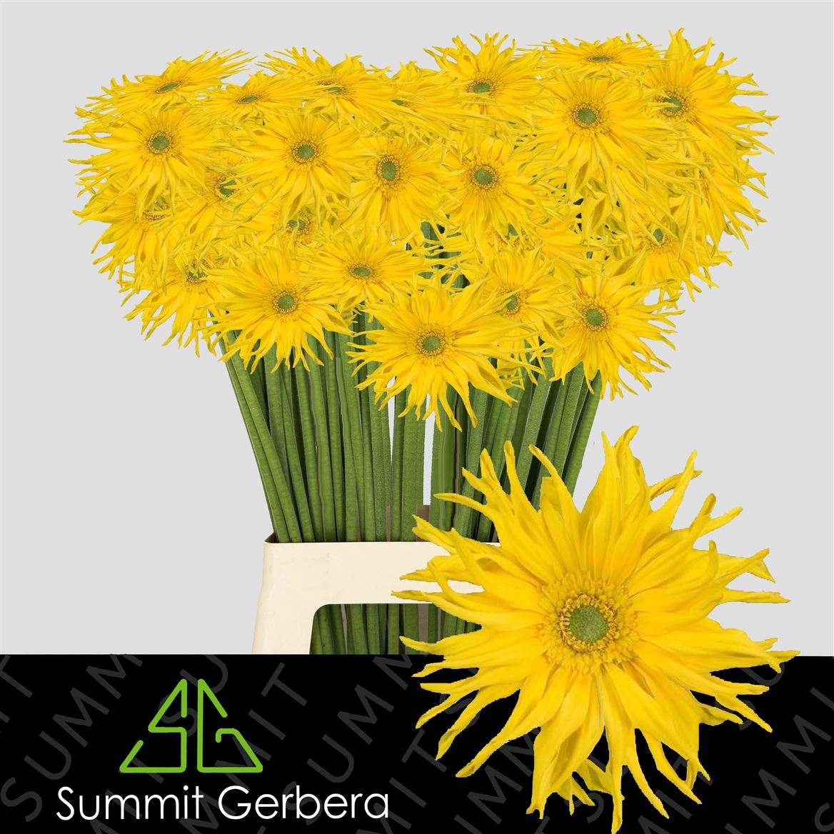 Gerbera Pasta Zafferan