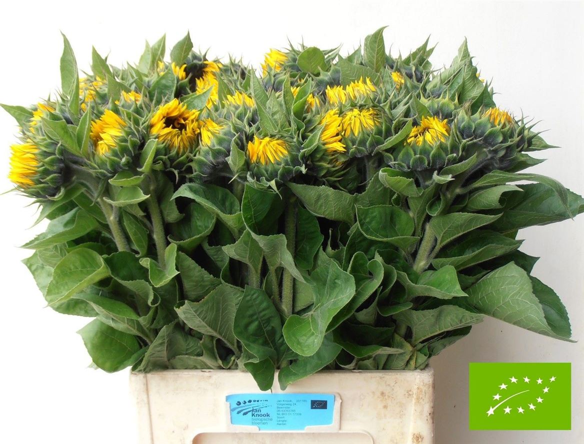 Helianthus Sunrich Orange 60cm