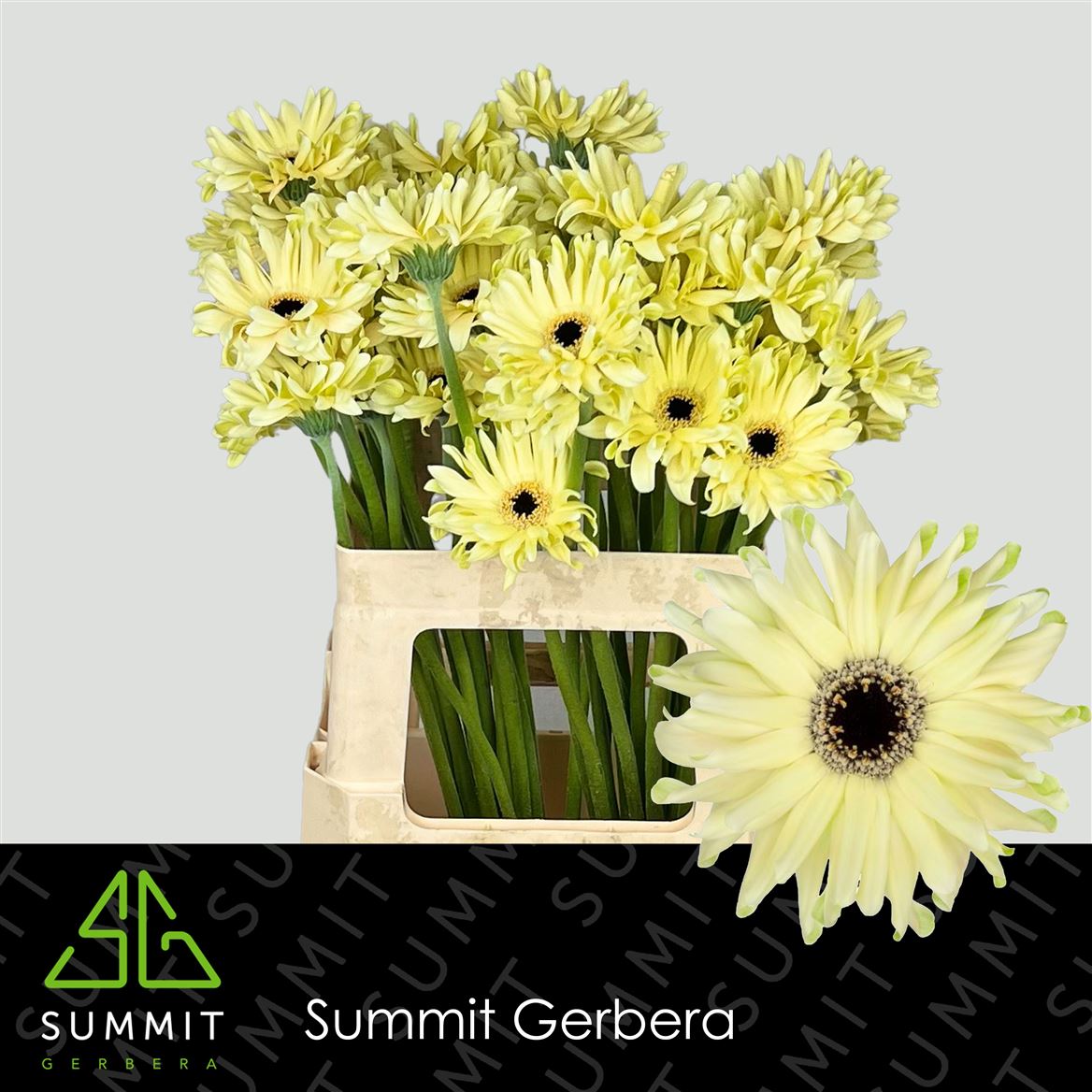 Gerbera Pastini Spritz