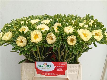 Callistephus Yara Lemon