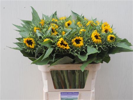 Helian An Sunrich Or