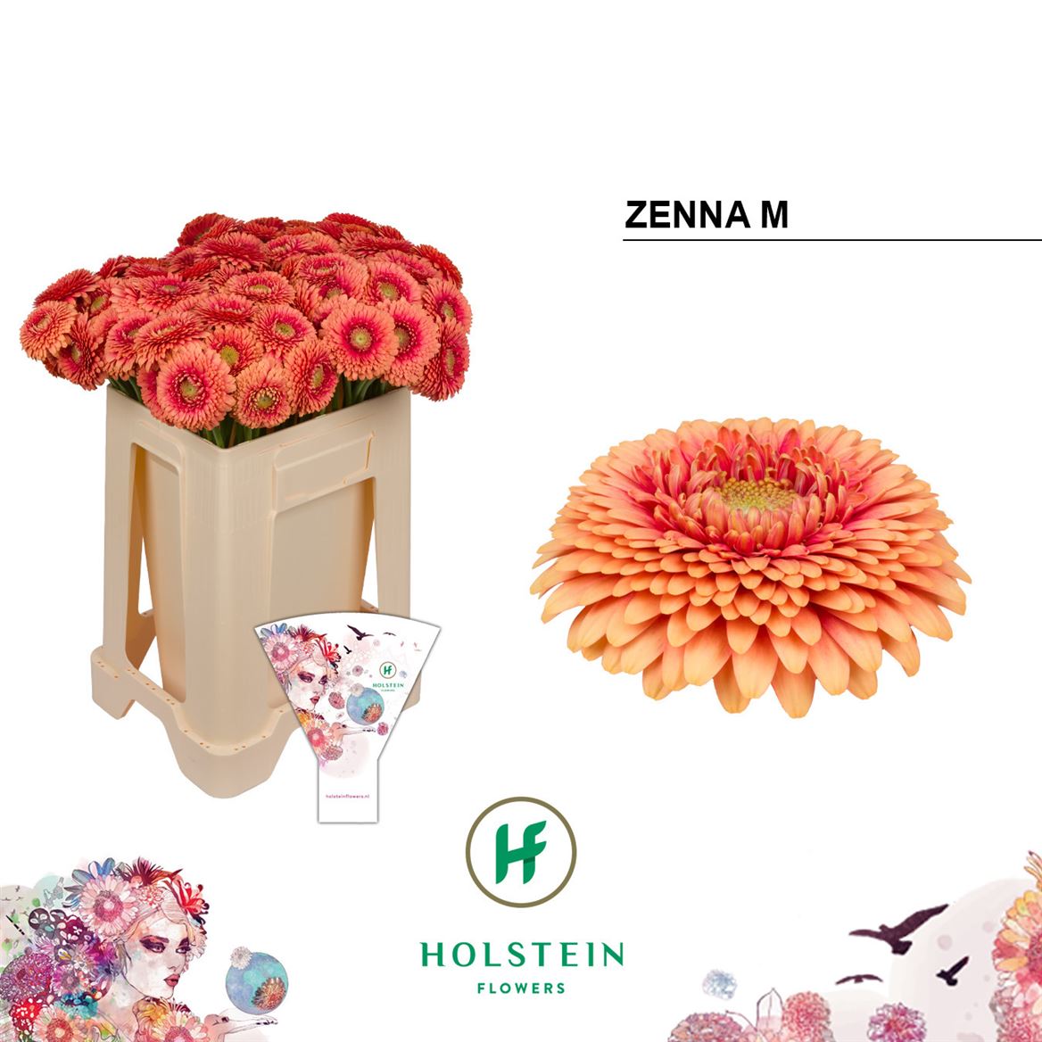 Gerbera Mini Gerp Zenna M