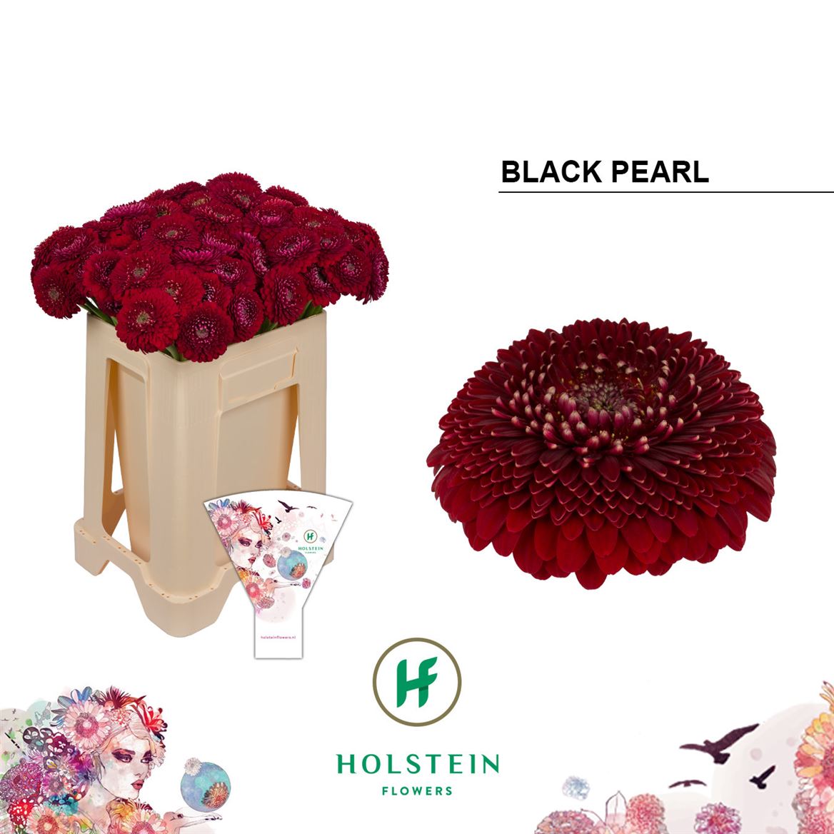 Germini Pomponi Black Pearl