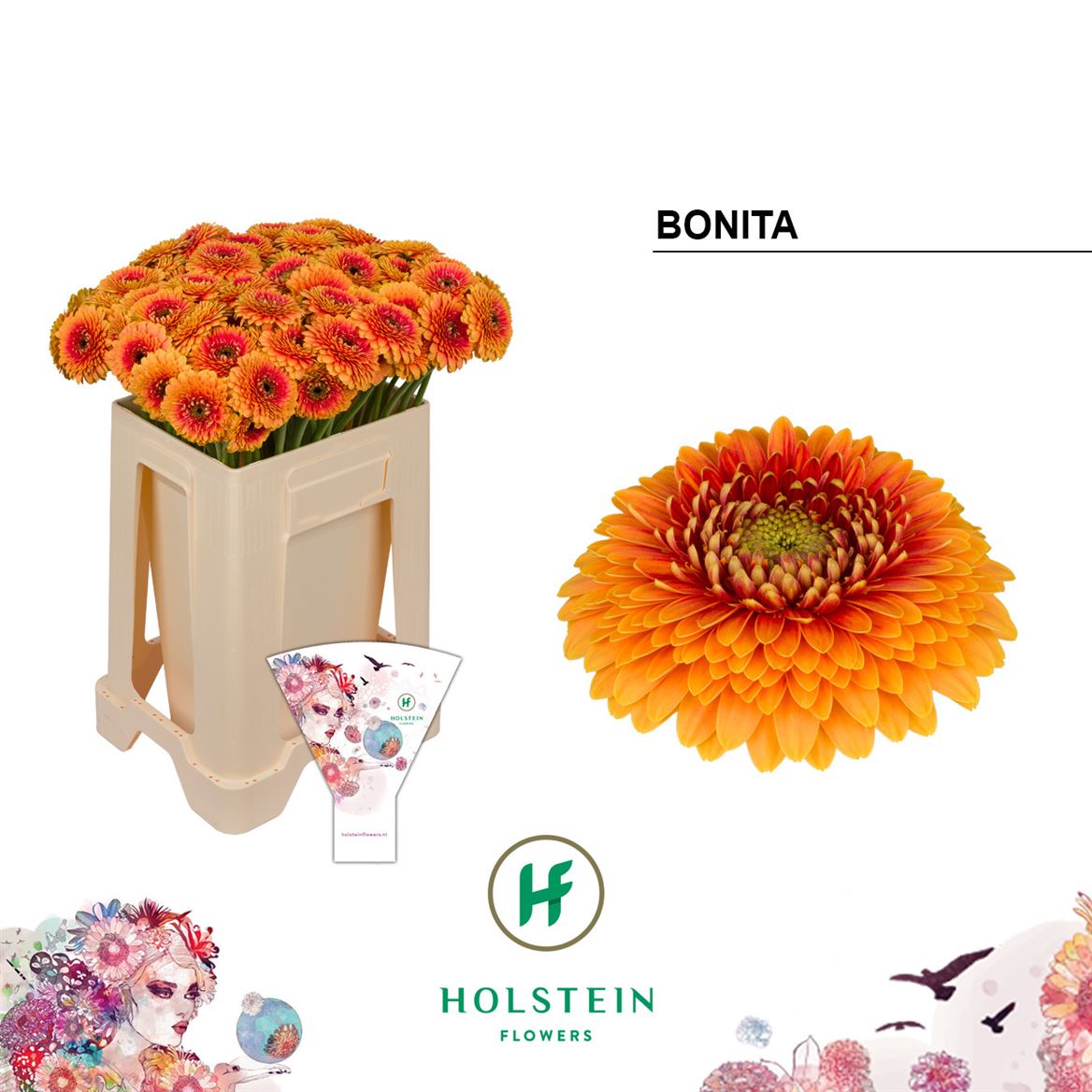 Germini Pomponi Bonita