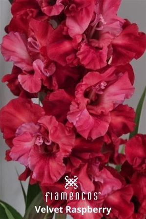 Gladiolus Velvet Raspberry 110cm 180gr.