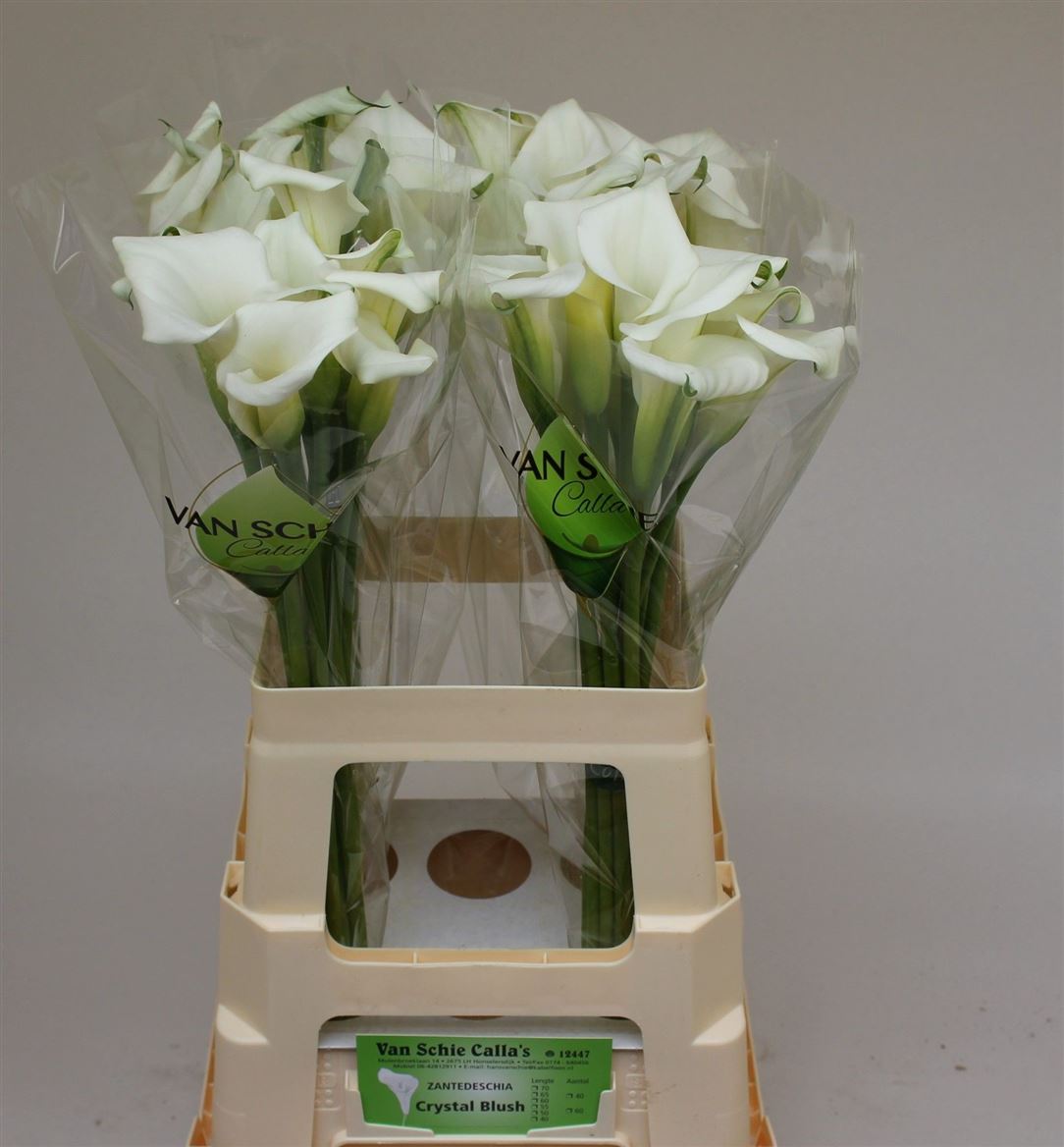 Calla Crystal Blush 60cm