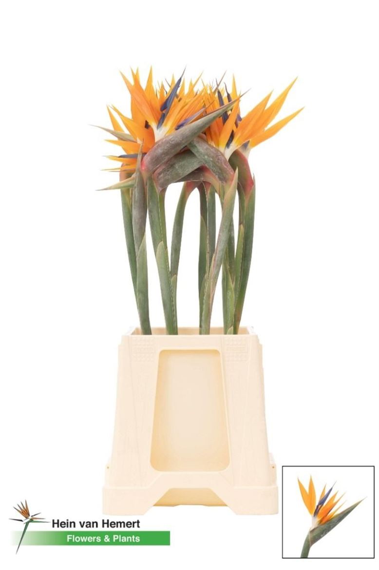Strelitzia Flower 60cm