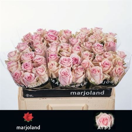 Rosa Sweet Dolomiti 50cm