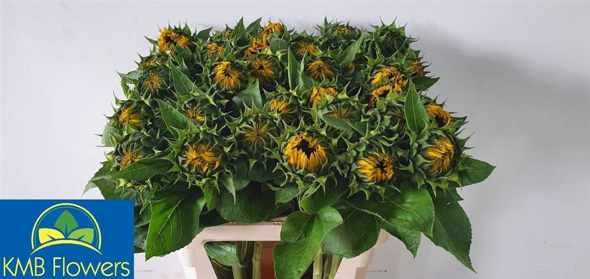 Helianthus Sunrich Orange 80cm
