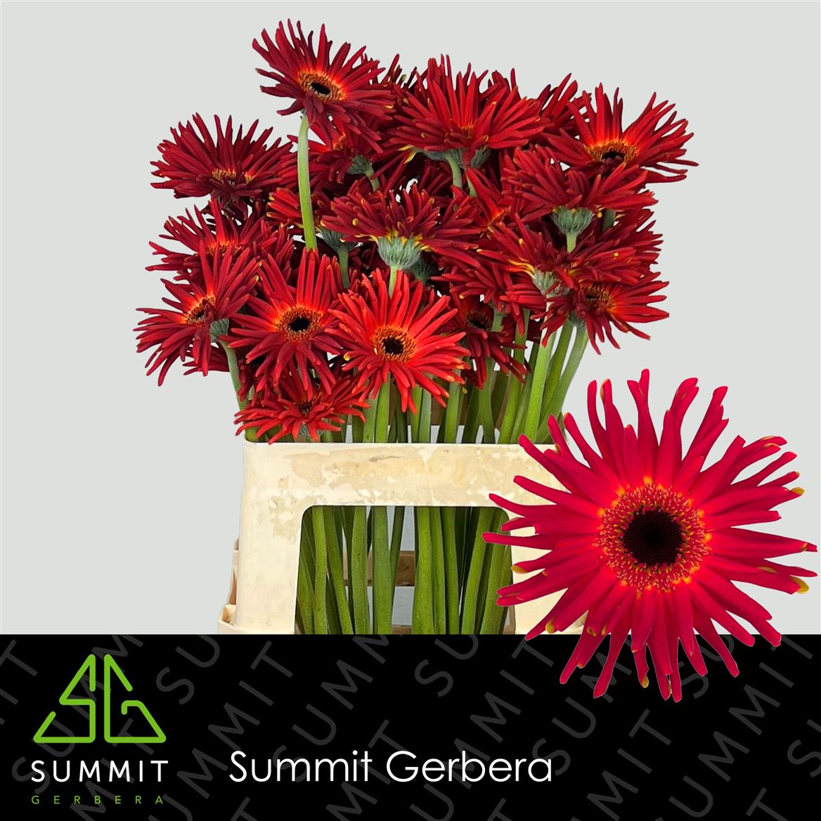 Gerbera Pastini Soiree