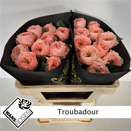 R Bu Troubadour