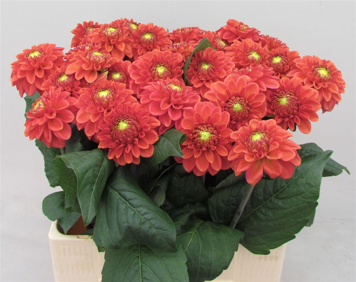 Dahlia Orange Fox 60cm