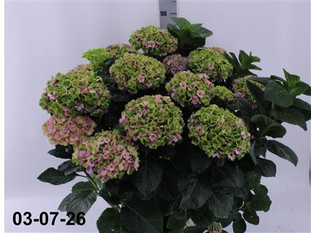 Hydr M Pink Green