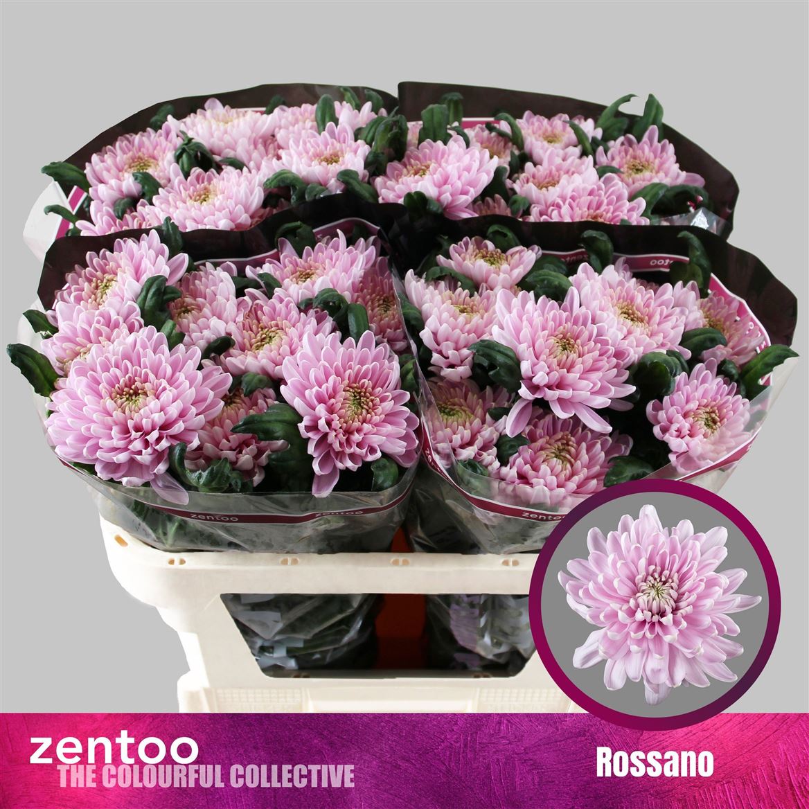 Chrysanth Single Rossano 70cm 80gr.