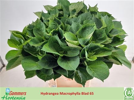Hydr Macrophyll Blad