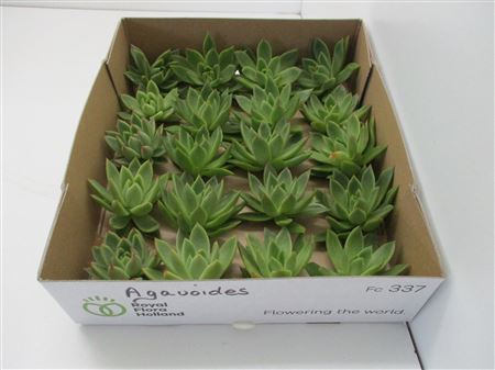 Echeveria Agavoides X20