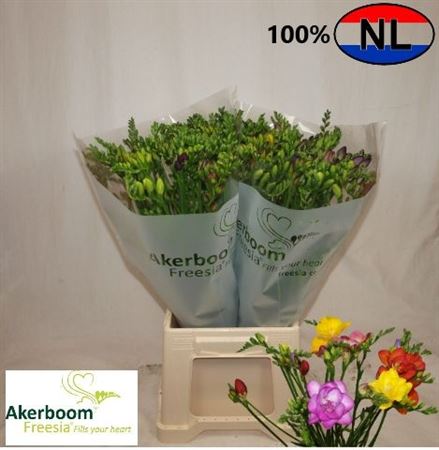 Freesia Single Mixed In Bunch 50cm 16gram