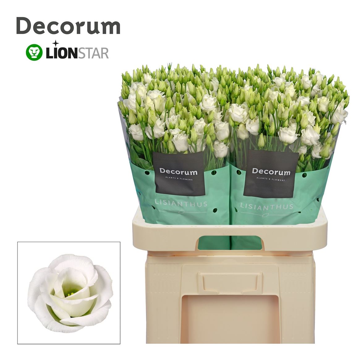 Lisianthus Double Rosita White 70cm