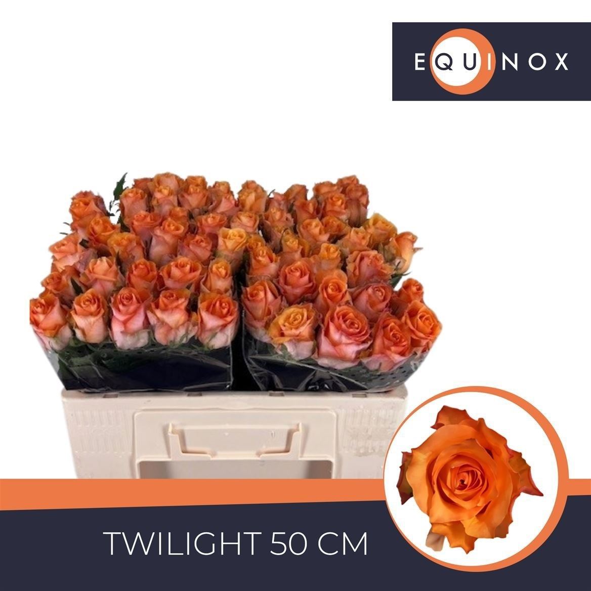 Rosa Twilight 50cm