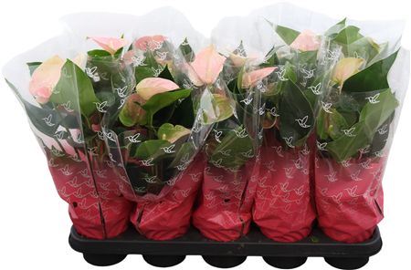 Anthu An Arisa Pink 4+