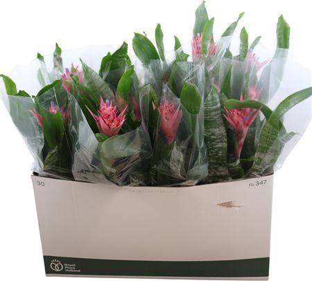 Aechmea Fas Primera