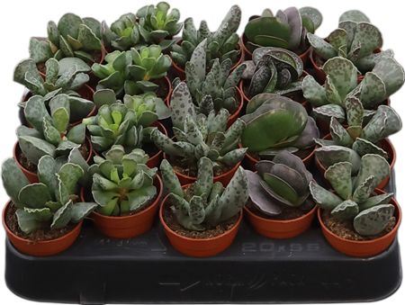 Adromischus Gemengd