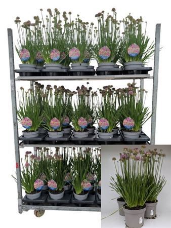 Allium Millenium