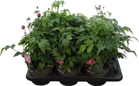 Anemone Hup Emmy Deep Rose