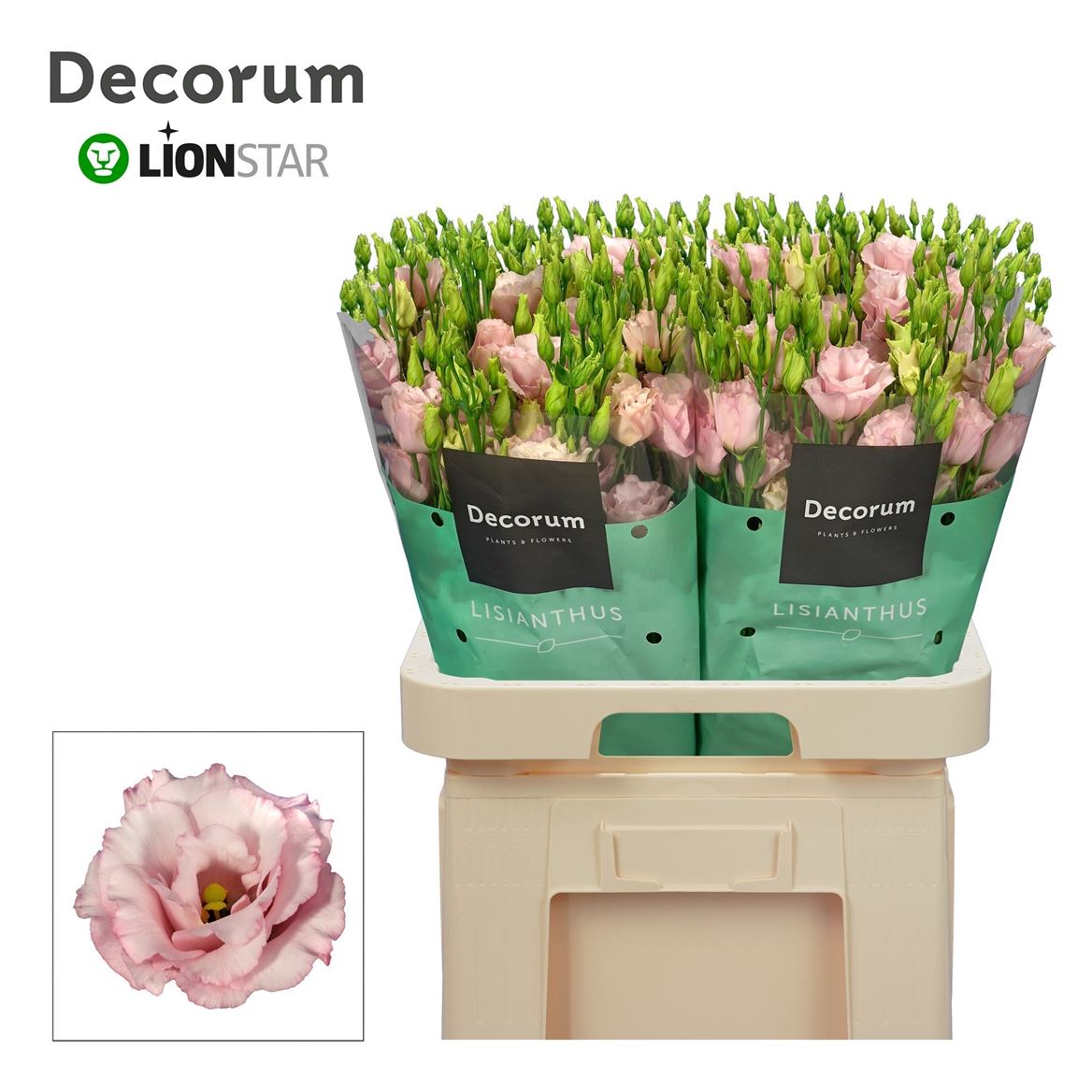 Lisianthus Double Lisanne Light Pink 70cm