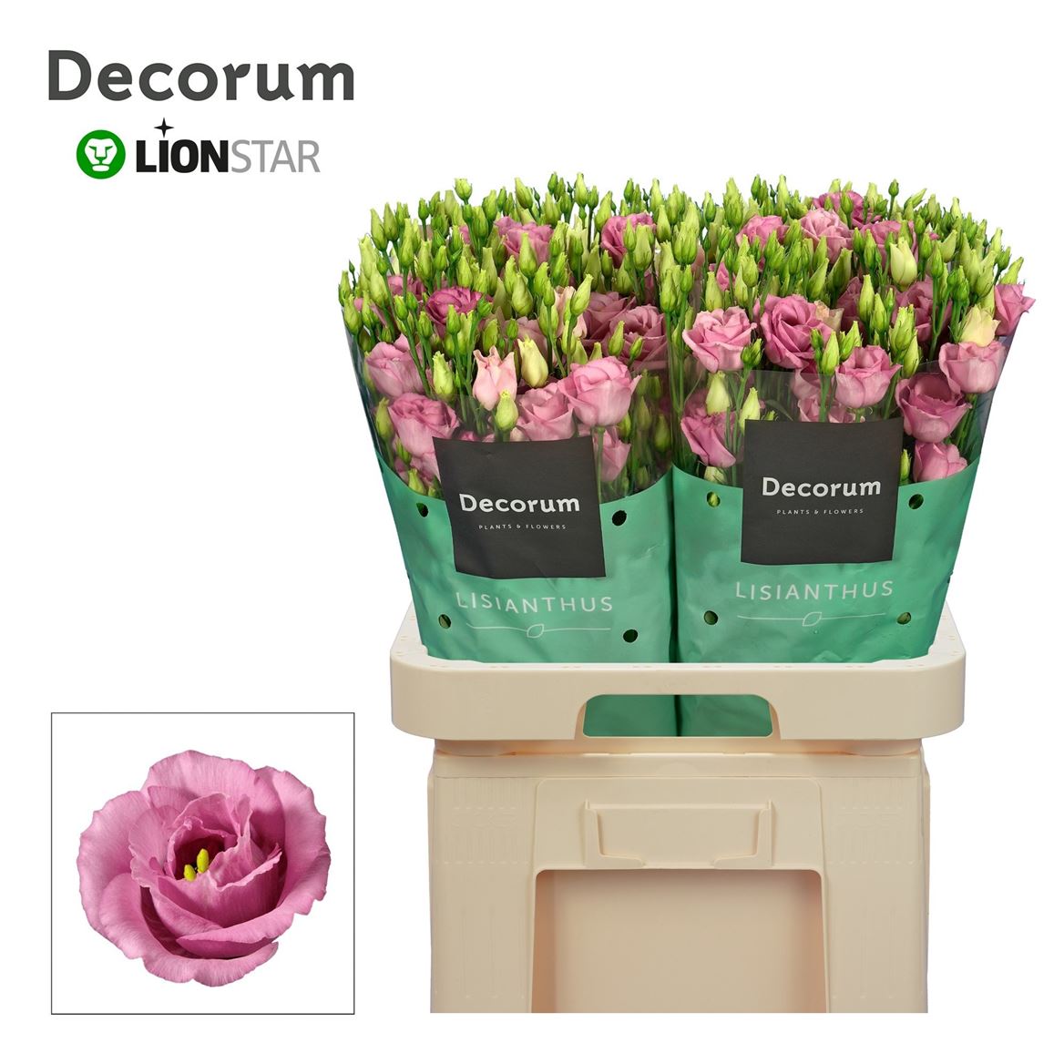 Lisianthus Double Rosita Pink 70cm