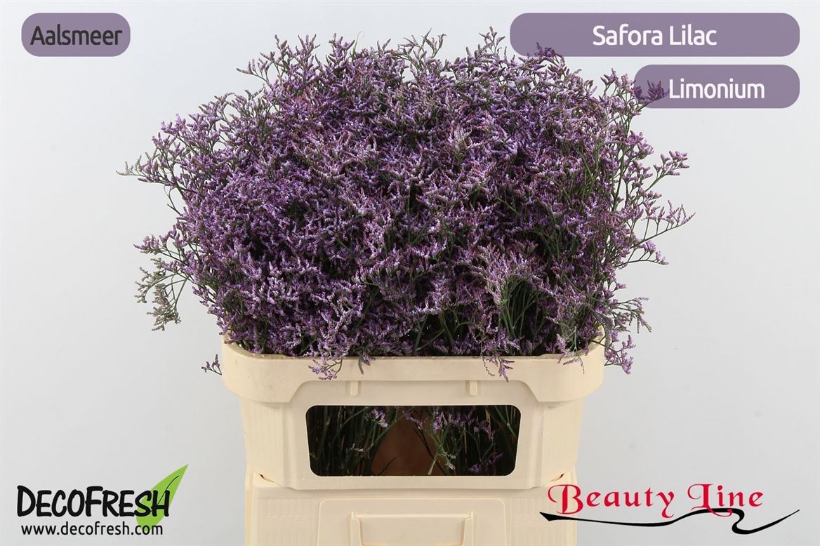 Limonium Safora Lilac 80cm 40gr.