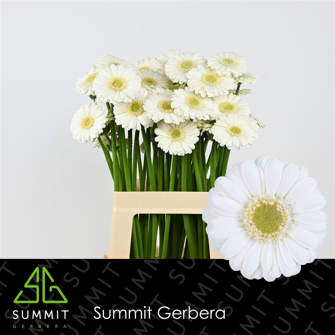 Gerbera Mini Albino