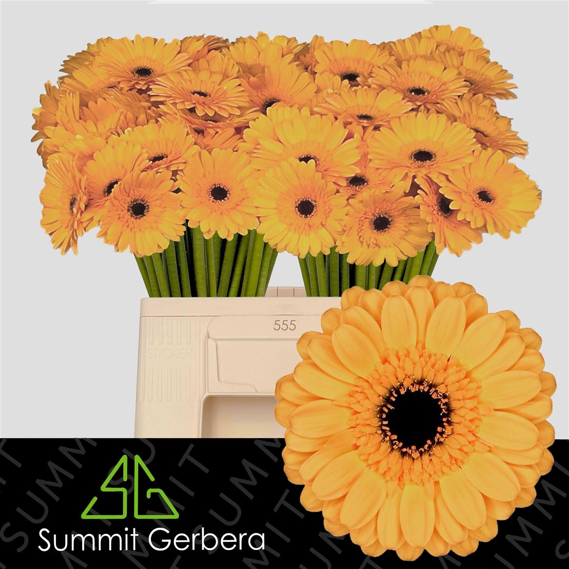 Gerbera Mini Tweety