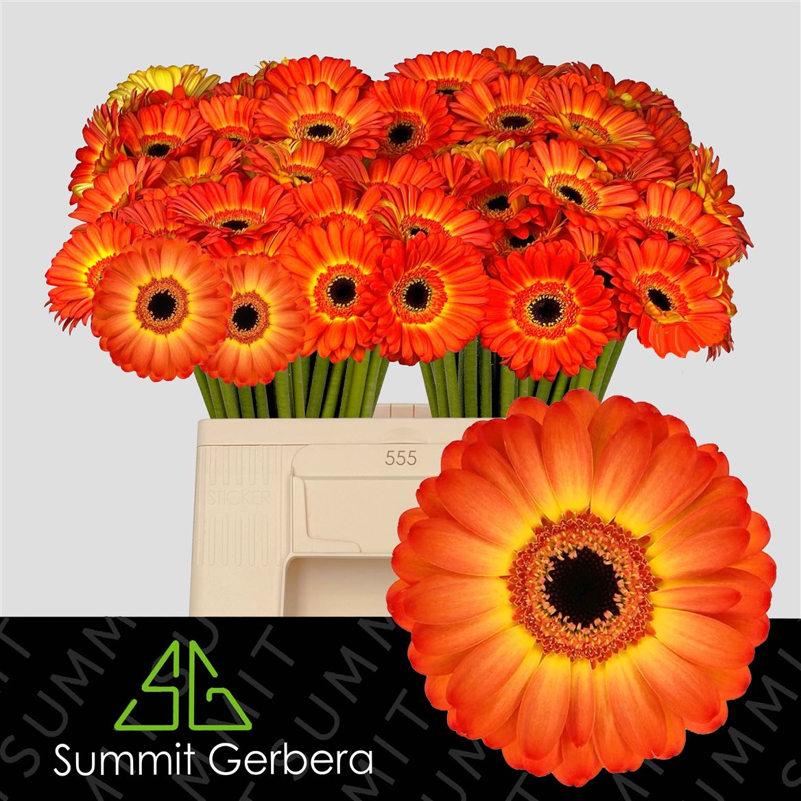 Gerbera Mini Flamazing