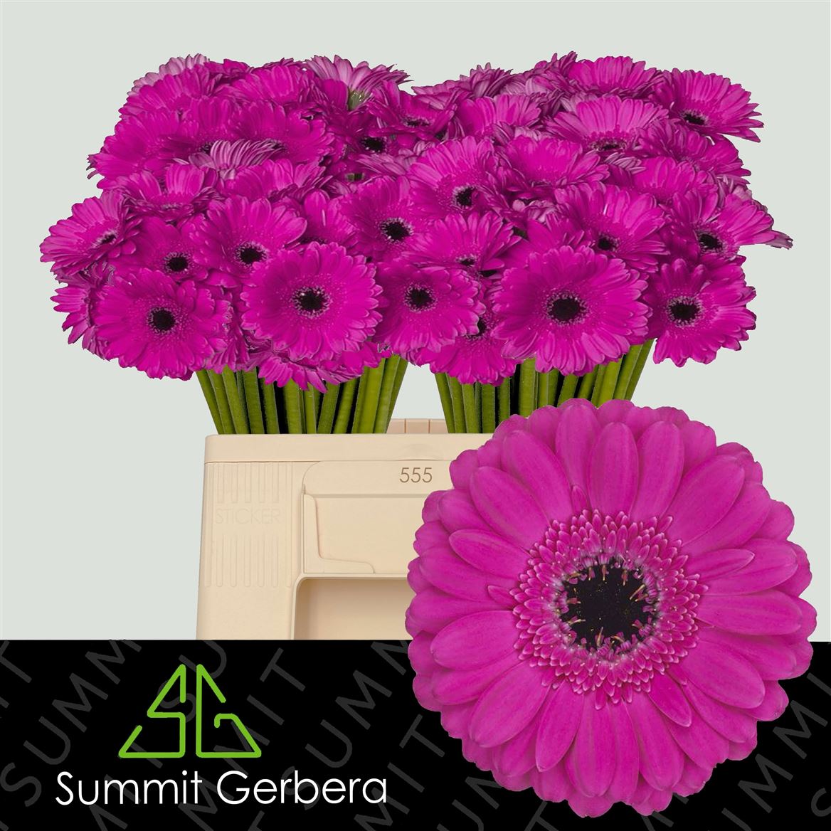 Gerbera Mini Anna