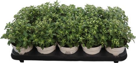 Ajania Pacific White - Silver