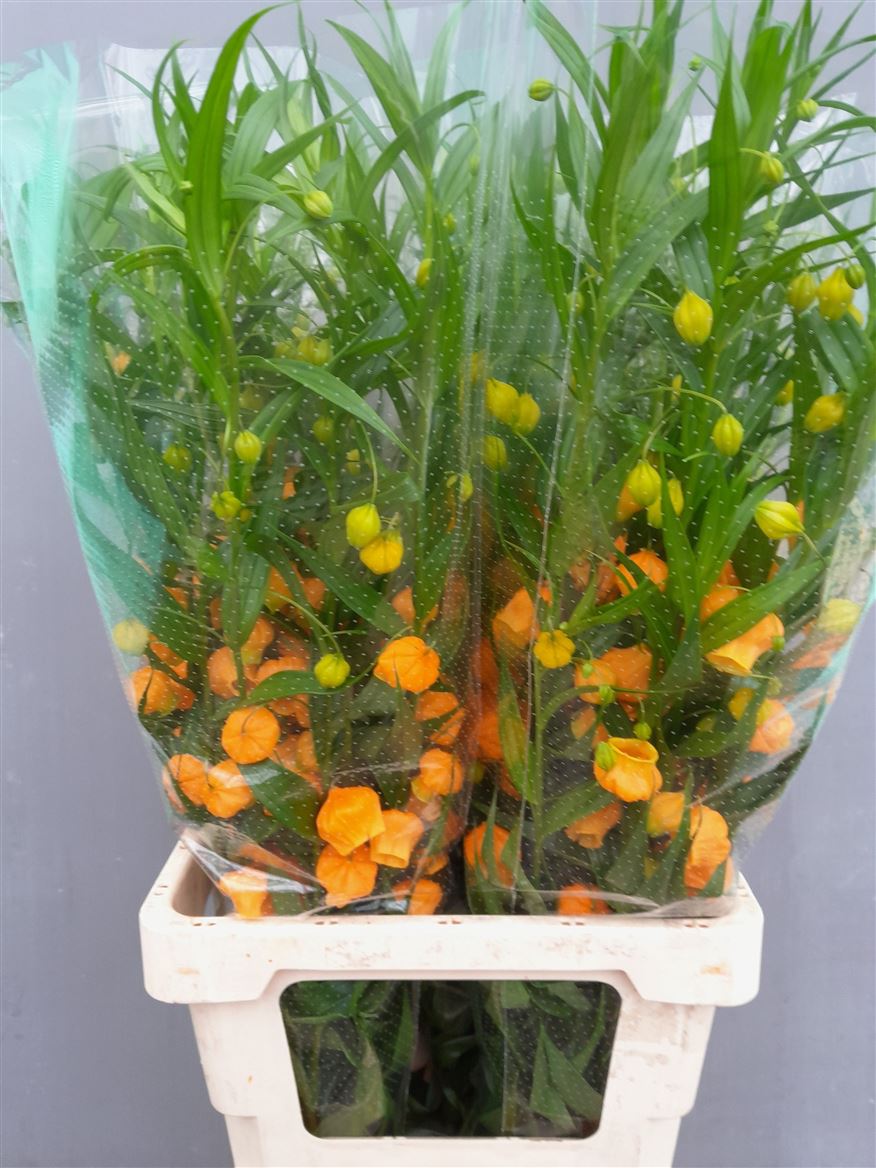 Sandersonia Aurantiaca 80cm