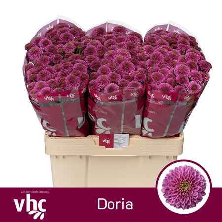 Chr San Aaa Doria