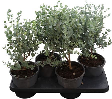 Eucalyptus Gunnii